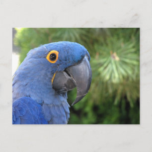 Helaine's Blue Parrot Postcard