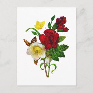 Helebore, Christmas Rose by Pierre Joseph Redoute Holiday Postcard