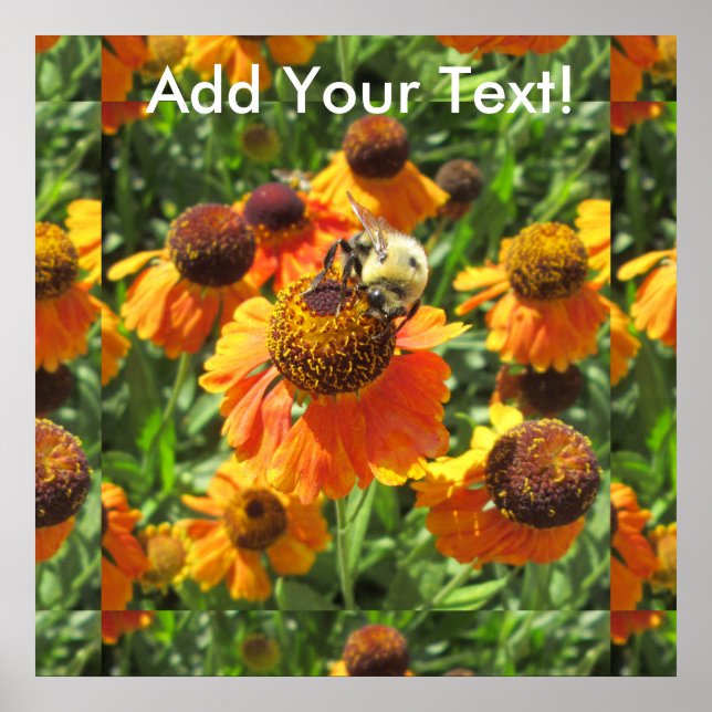 Helenium Bee Orange Flower Poster (Front)