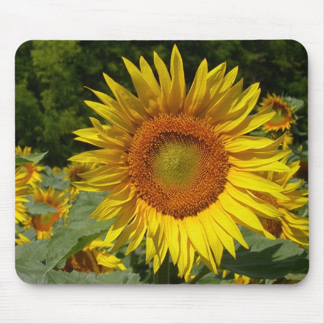 Helianthus annuus mouse mat (Front)