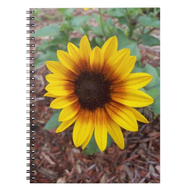 Helianthus Annuus on a Notebook (Front)