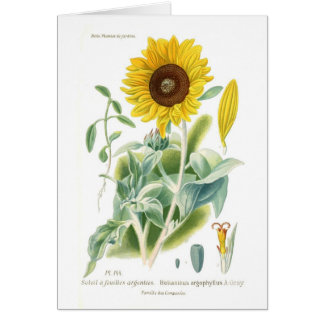 Helianthus argophyllus