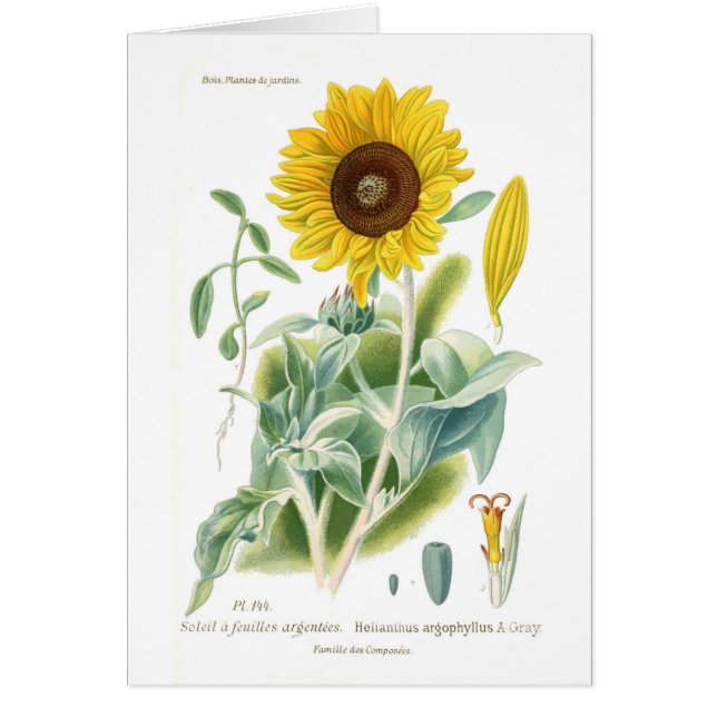 Helianthus argophyllus (Front)