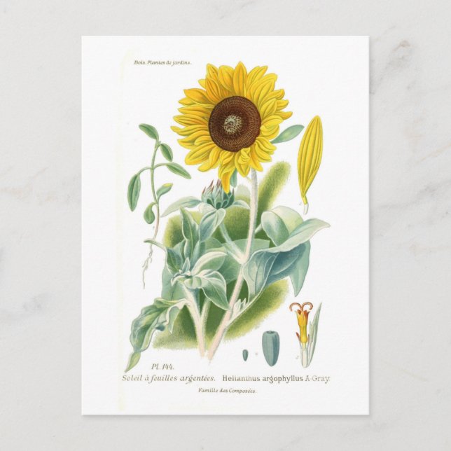 Helianthus argophyllus postcard (Front)