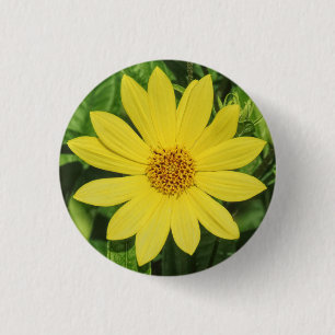Helianthus 'Lemon Queen' Sunflower 3 Cm Round Badge