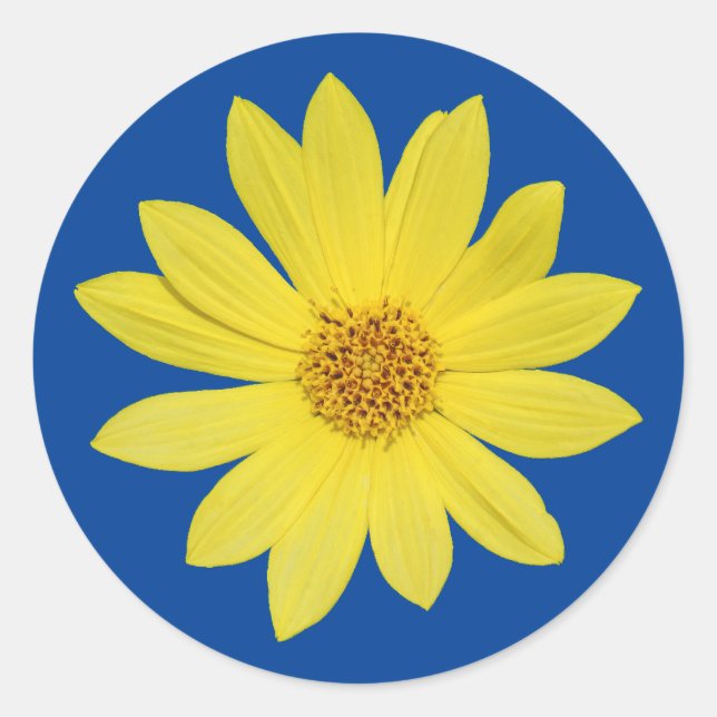 Helianthus 'Lemon Queen' Sunflower (isolated) Classic Round Sticker (Front)
