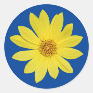 Helianthus 'Lemon Queen' Sunflower (isolated) Classic Round Sticker