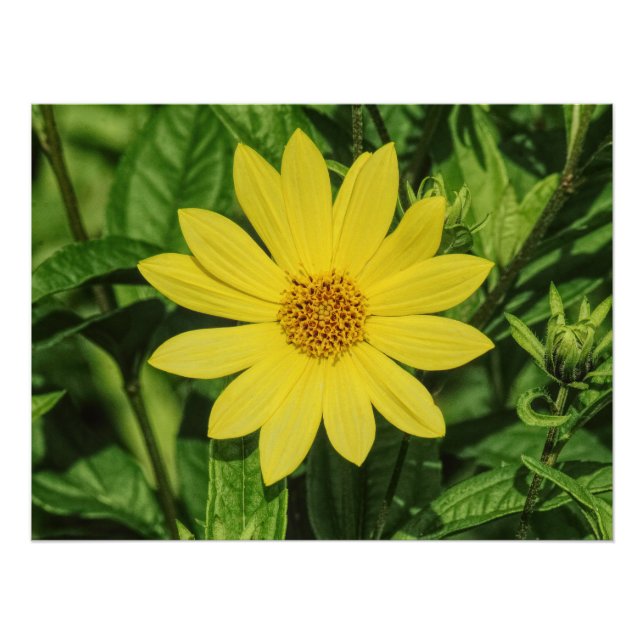 Helianthus 'Lemon Queen' Sunflower Poster (Front)