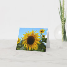 Helianthus (Sunflower) in Scotland card (blank)