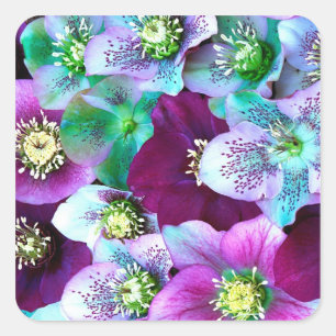 Heliborus pattern of winter blooming flower, square sticker
