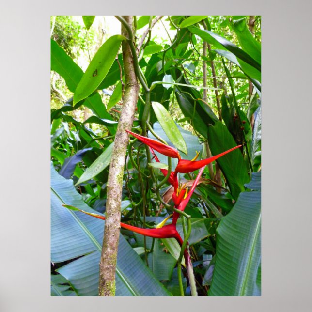 Heliconia and Vanilla Orchid Vine Poster (Front)
