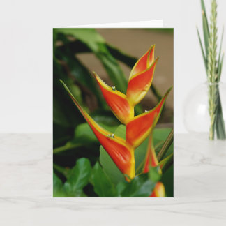 Heliconia, blank card