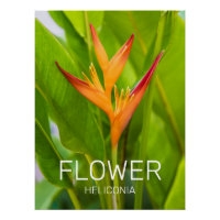 Heliconia Flowers Botanical Plant Garden Design