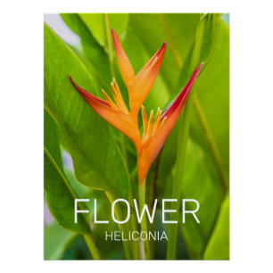 Heliconia Flowers Botanical Plant Garden Design Poster