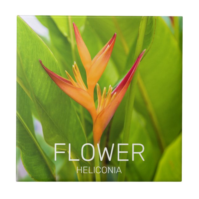 Heliconia Flowers Botanical Plant Garden Design Tile (Front)
