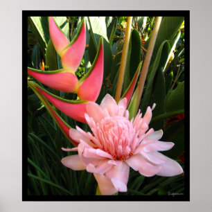 Heliconia Pink Torch Ginger Hawaiian Poster Prints