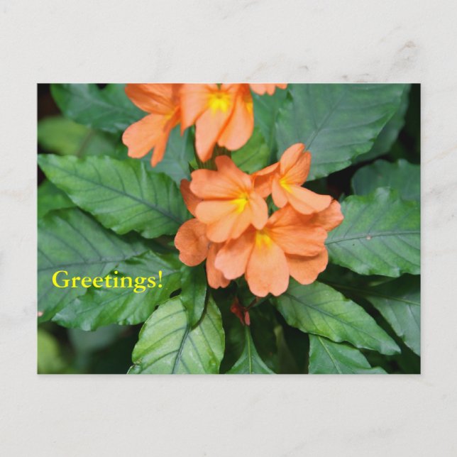 Heliconia Postcard (Front)