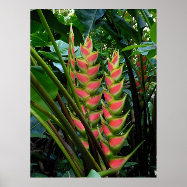 Heliconia Poster (Front)