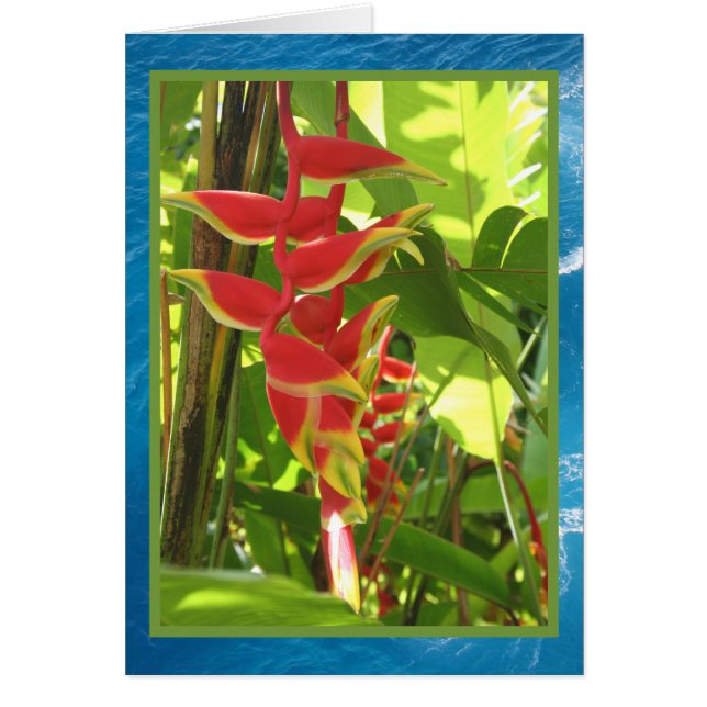 Heliconia rostrata (Front)