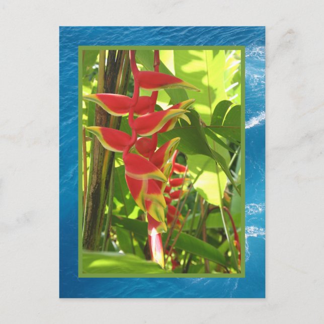 Heliconia rostrata postcard (Front)