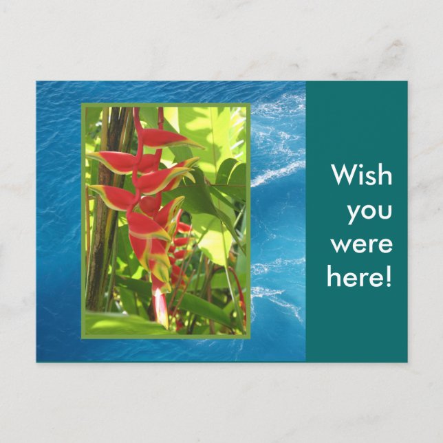 Heliconia rostrata postcard (Front)