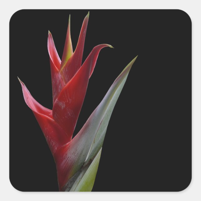 Heliconia Square Sticker (Front)