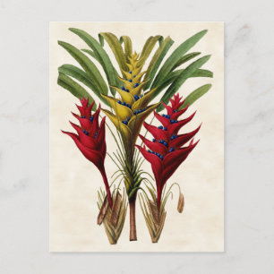 Heliconia Vintage Botanical Postcard