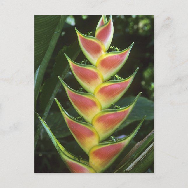 Heliconias, Heliconia walkeriana), La Selva Postcard (Front)