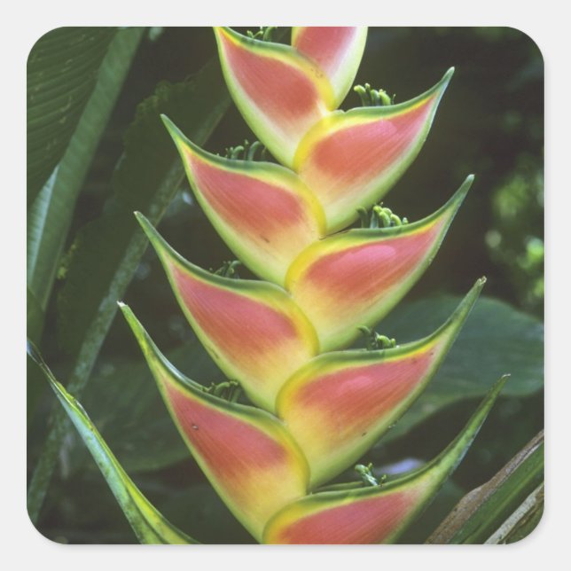 Heliconias, Heliconia walkeriana), La Selva Square Sticker (Front)
