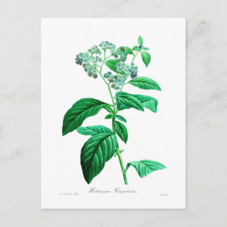 Heliotropium corymbosum postcard