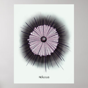 Heliozoa Microbe Microbiology Digital Art Poster