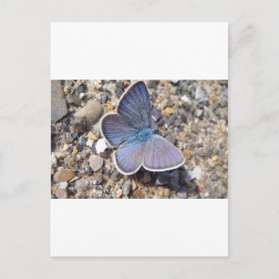 Hellblauer Schmetterling Postcard