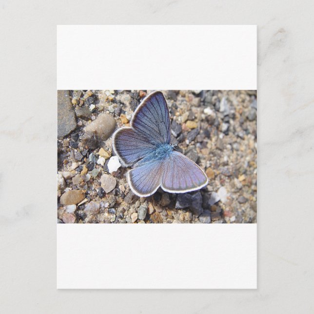 Hellblauer Schmetterling Postcard (Front)