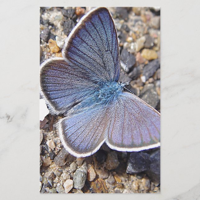Hellblauer Schmetterling Stationery (Front)