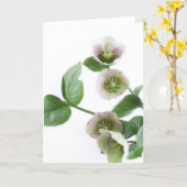 Hellebore blank greetings card (Yellow Flower)