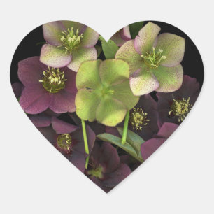 Hellebore Blossoms Botanical Heart Sticker
