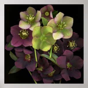 Hellebore Botanical Fine Art Print Poster
