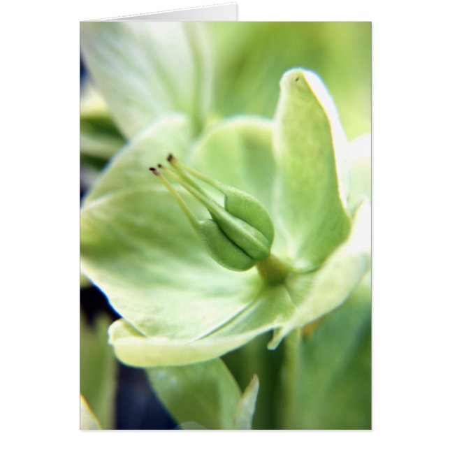 Hellebore (green) (Front)