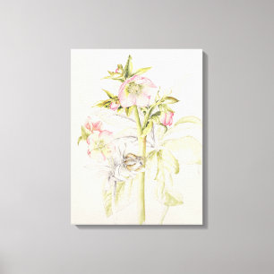 Hellebores Canvas Print
