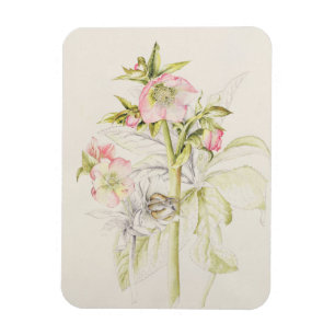 Hellebores Magnet