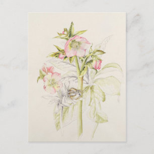 Hellebores Postcard