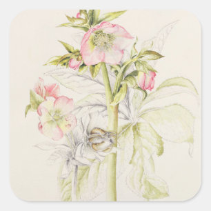 Hellebores Square Sticker