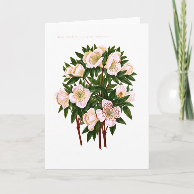 Helleborus niger (Christmas Rose) Holiday Card (Front)