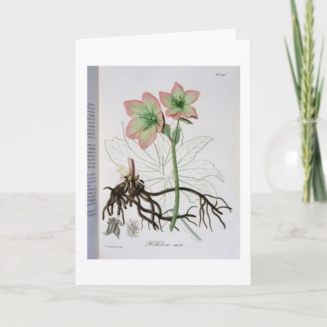 Helleborus Niger from 'Phytographie Medicale' by J Holiday Card (Front)