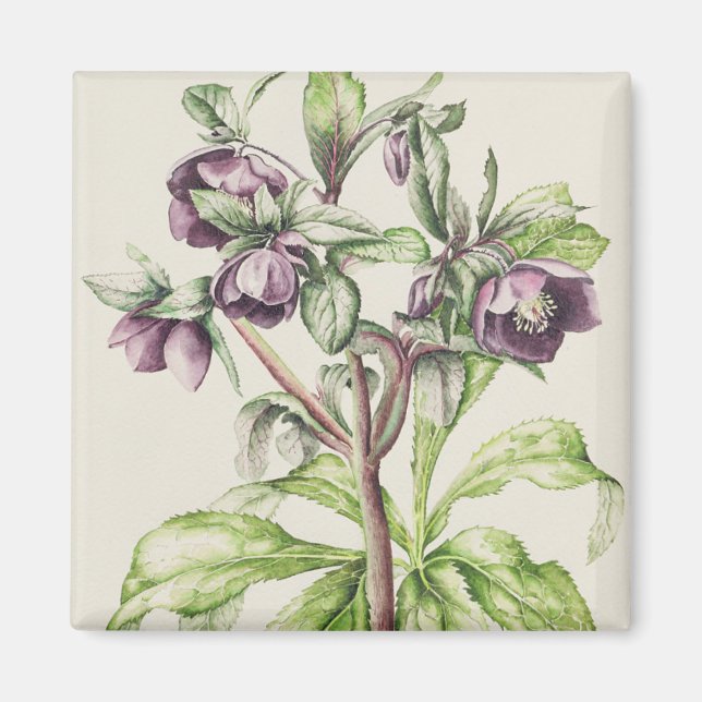 Helleborus Orientalis from Helen Ballard Magnet (Front)