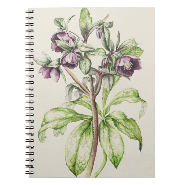 Helleborus Orientalis from Helen Ballard Notebook (Front)