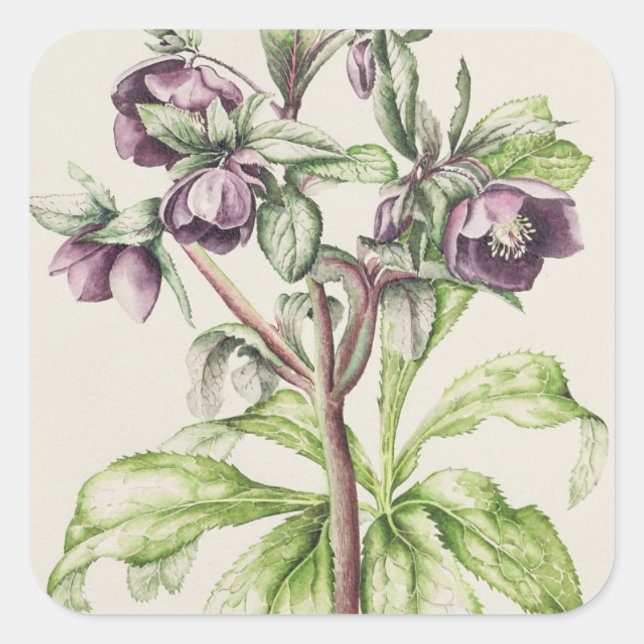 Helleborus Orientalis from Helen Ballard Square Sticker (Front)