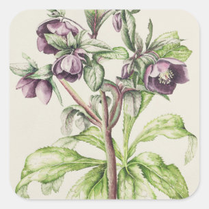 Helleborus Orientalis from Helen Ballard Square Sticker