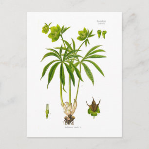 Helleborus viridis postcard