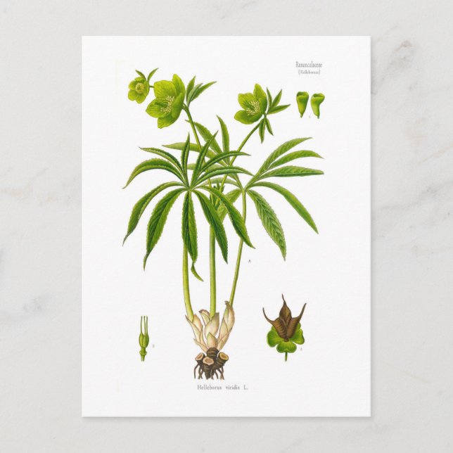 Helleborus viridis postcard (Front)